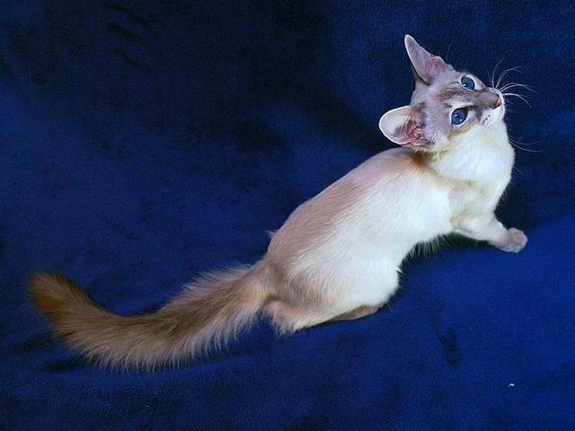 Выведенные породы кошек в Рыбном | ЗооТом портал о животных