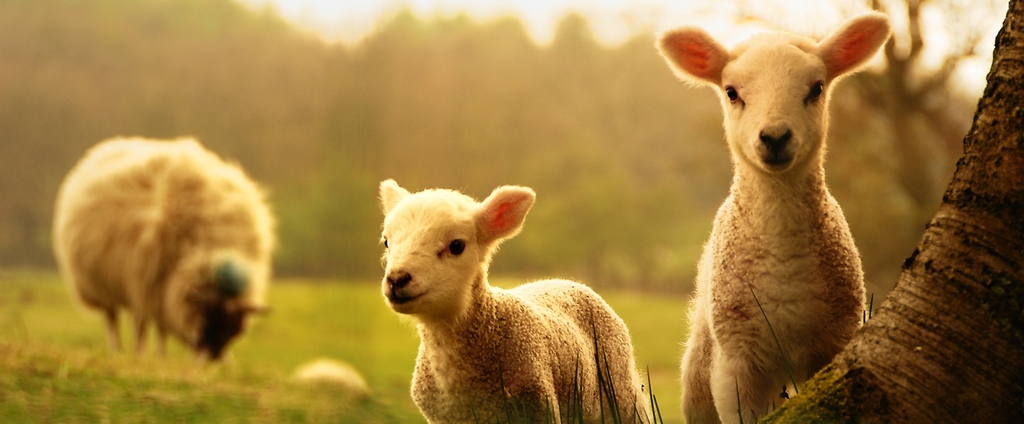 Объявления о сельскохозяйственных животных | ЗооТом - продажа, вязка и услуги для животных в Рыбном