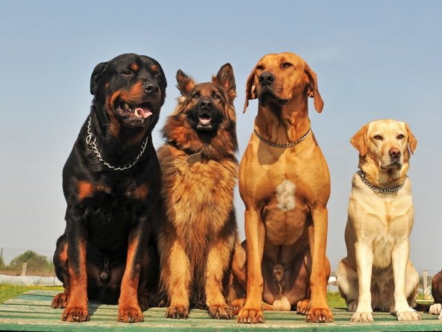 Крупные породы собак в Рыбном | ЗооТом портал о животных